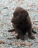 Darla, a female Labrador Retriever for sale in Midland, NC – 1 of 1
