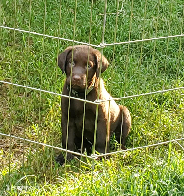 Pluto – Labrador Retriever puppy for sale in Midland, NC
