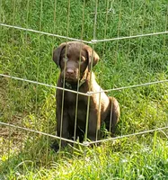 Pluto, a male Labrador Retriever for sale in Midland, NC – 1 of 1