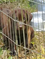 Hershey, a male Labrador Retriever for sale in Midland, NC – 1 of 1