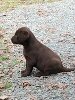Sam, a male Labrador Retriever for sale in Midland, NC – 1 of 1