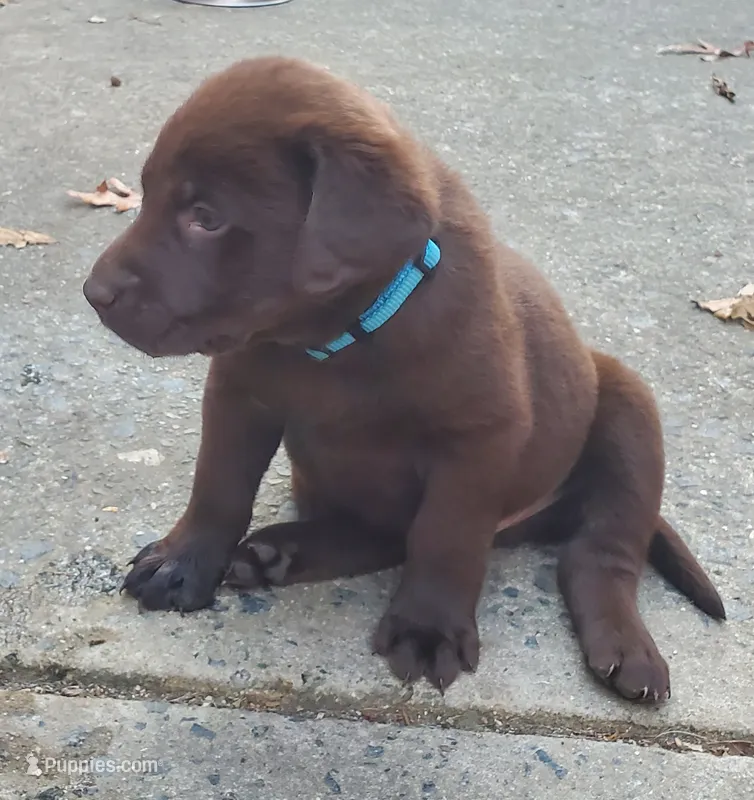 Charlie – Labrador Retriever puppy for sale in Midland, NC
