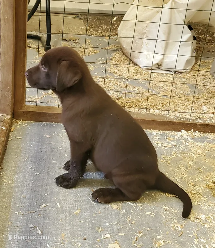 Bruno – Labrador Retriever puppy for sale in Midland, NC