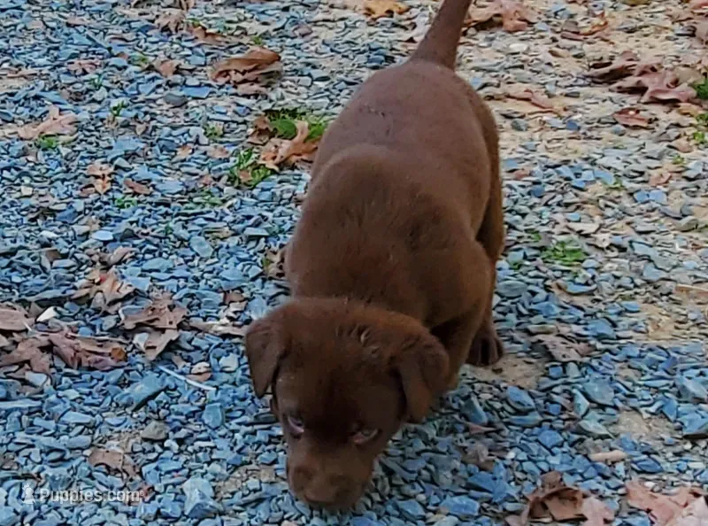 Harry – Labrador Retriever puppy for sale in Midland, NC