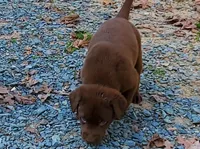 Harry, a male Labrador Retriever for sale in Midland, NC – 1 of 1