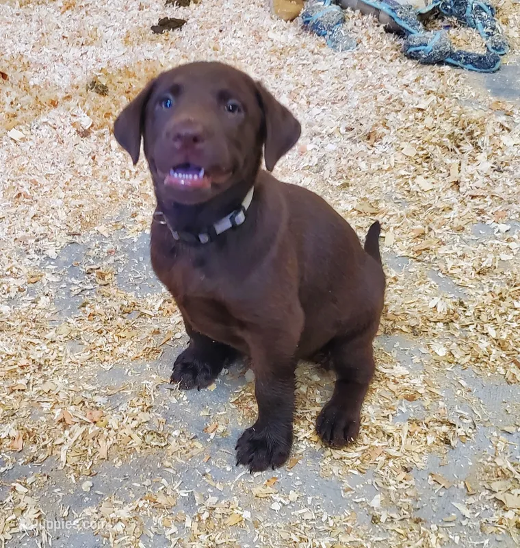 Bobo – Labrador Retriever puppy for sale in Midland, NC