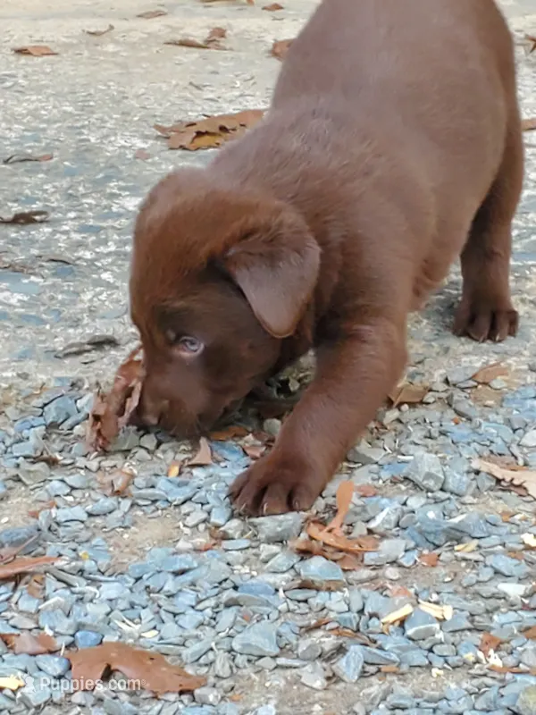 Daisey – Labrador Retriever puppy for sale in Midland, NC