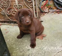 Sally, a female Labrador Retriever for sale in Midland, NC – 1 of 1