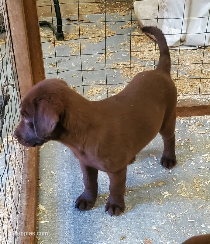 Hershey – Labrador Retriever puppy for sale in Midland, NC