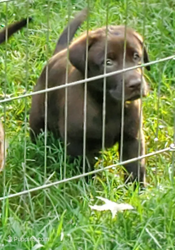Rocko – Labrador Retriever puppy for sale in Midland, NC