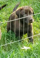 Rocko, a male Labrador Retriever for sale in Midland, NC – 1 of 1