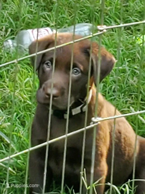 Bruno – Labrador Retriever puppy for sale in Midland, NC