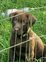 Bruno, a male Labrador Retriever for sale in Midland, NC – 1 of 1