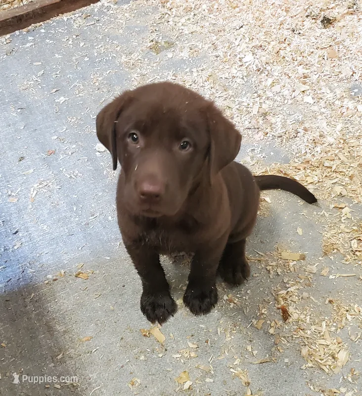 Pluto – Labrador Retriever puppy for sale in Midland, NC