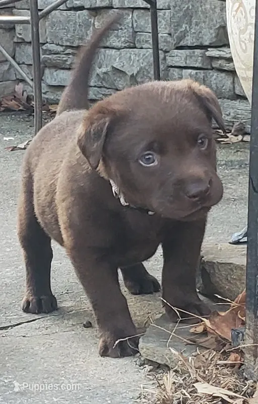 Brutus – Labrador Retriever puppy for sale in Midland, NC