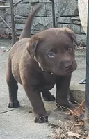 Brutus, a male Labrador Retriever for sale in Midland, NC – 1 of 1