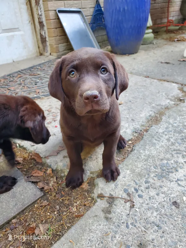 Rocko – Labrador Retriever puppy for sale in Midland, NC