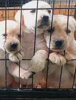 processed/4e9bbe1a-a0c1-43b3-a372-24728c1c5d76/facility/06a1e1e7-fc4f-4c32-841b-9cbab0d46521