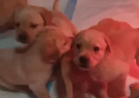 Yellow Girl , a female Labrador Retriever for sale in Athol, MA – Photo 4 of 10