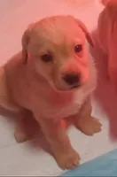 Yellow Girl , a female Labrador Retriever for sale in Athol, MA – Photo 5 of 10