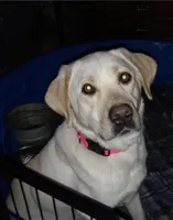 Yellow Girl , a female Labrador Retriever for sale in Athol, MA – Photo 7 of 10