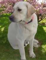 Yellow Girl , a female Labrador Retriever for sale in Athol, MA – Photo 10 of 10