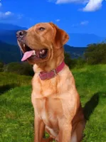 Yellow Girl , a female Labrador Retriever for sale in Athol, MA – Photo 9 of 10