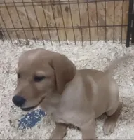 Pretty Little Girl, a female Labrador Retriever for sale in Athol, MA – Photo 5 of 9