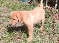 Pretty Little Girl, a female Labrador Retriever for sale in Athol, MA – Photo 7 of 9