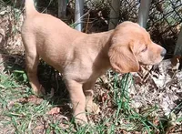 Pretty Little Girl, a female Labrador Retriever for sale in Athol, MA – Photo 8 of 9