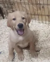 Pretty Little Girl, a female Labrador Retriever for sale in Athol, MA – Photo 3 of 9