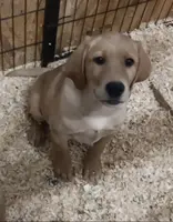 Pretty Little Girl, a female Labrador Retriever for sale in Athol, MA – Photo 1 of 9