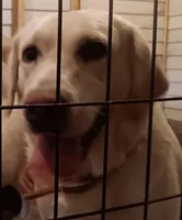 Lilly, a female Labrador Retriever for sale in Athol, MA – Photo 2 of 3