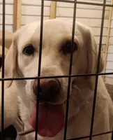 Lilly, a female Labrador Retriever for sale in Athol, MA – Photo 1 of 3