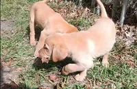 Yellow Girl Ready 2 Go, a female Labrador Retriever for sale in Athol, MA – Photo 4 of 10