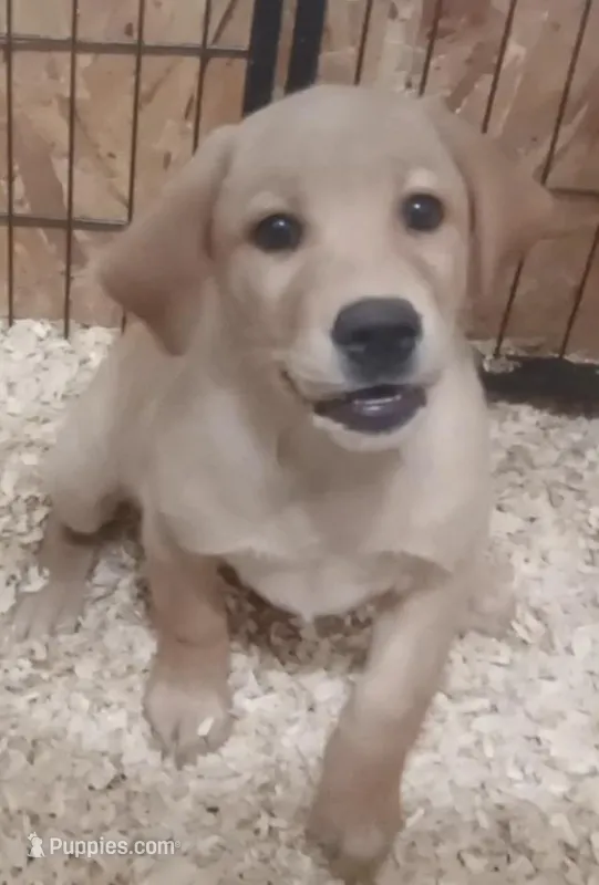 Yellow Girl Ready 2 Go