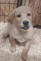 Yellow Girl Ready 2 Go, a female Labrador Retriever for sale in Athol, MA – Photo 1 of 10