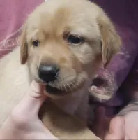 Yellow Girl Ready 2 Go, a female Labrador Retriever for sale in Athol, MA – Photo 6 of 10