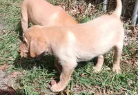 Yellow Girl Ready 2 Go, a female Labrador Retriever for sale in Athol, MA – Photo 3 of 10