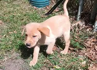 Yellow Girl Ready 2 Go, a female Labrador Retriever for sale in Athol, MA – Photo 2 of 10