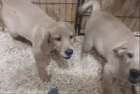 Yellow Girl Ready 2 Go, a female Labrador Retriever for sale in Athol, MA – Photo 10 of 10