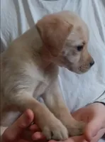 Little Nugget , a female Labrador Retriever for sale in Athol, MA – Photo 2 of 10