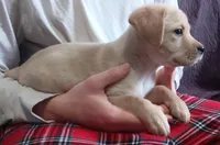 Little Nugget , a female Labrador Retriever for sale in Athol, MA – Photo 5 of 10