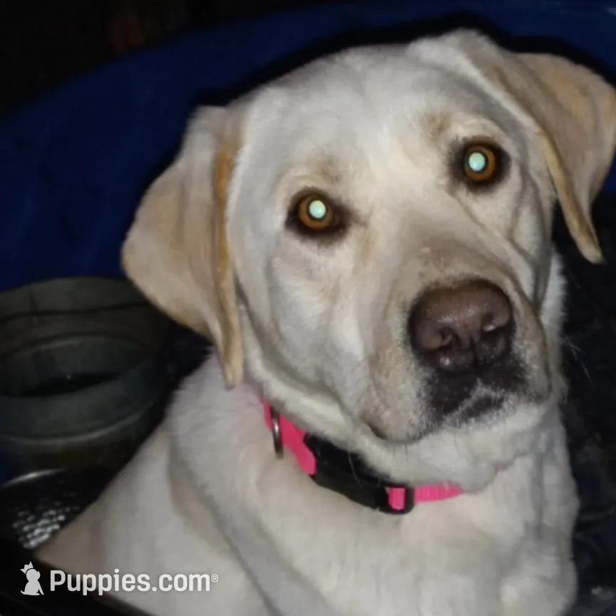 Little Nugget , a female Labrador Retriever for sale in Athol, MA – Photo 7 of 10