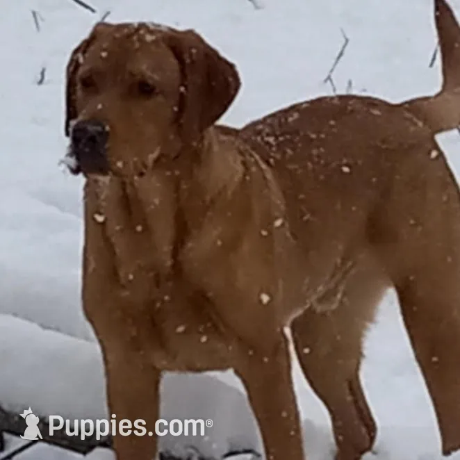 Little Nugget , a female Labrador Retriever for sale in Athol, MA – Photo 6 of 10