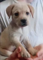 Little Nugget , a female Labrador Retriever for sale in Athol, MA – Photo 3 of 10