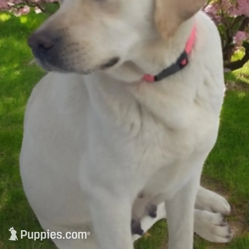 Little Nugget , a female Labrador Retriever for sale in Athol, MA – Photo 9 of 10