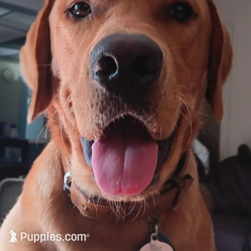 Little Nugget , a female Labrador Retriever for sale in Athol, MA – Photo 10 of 10