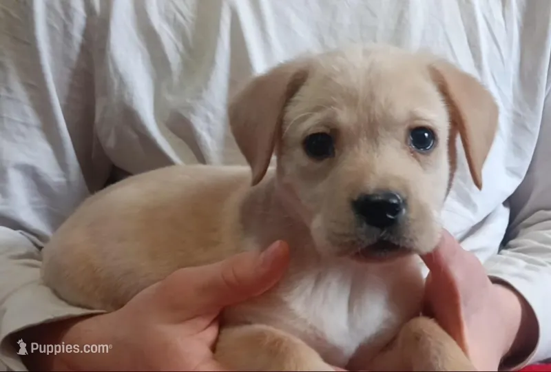 Little Nugget , a female Labrador Retriever for sale in Athol, MA – Photo 1 of 10