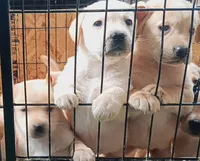 Yellow pup, a  Labrador Retriever for sale in Athol, MA – Photo 6 of 10